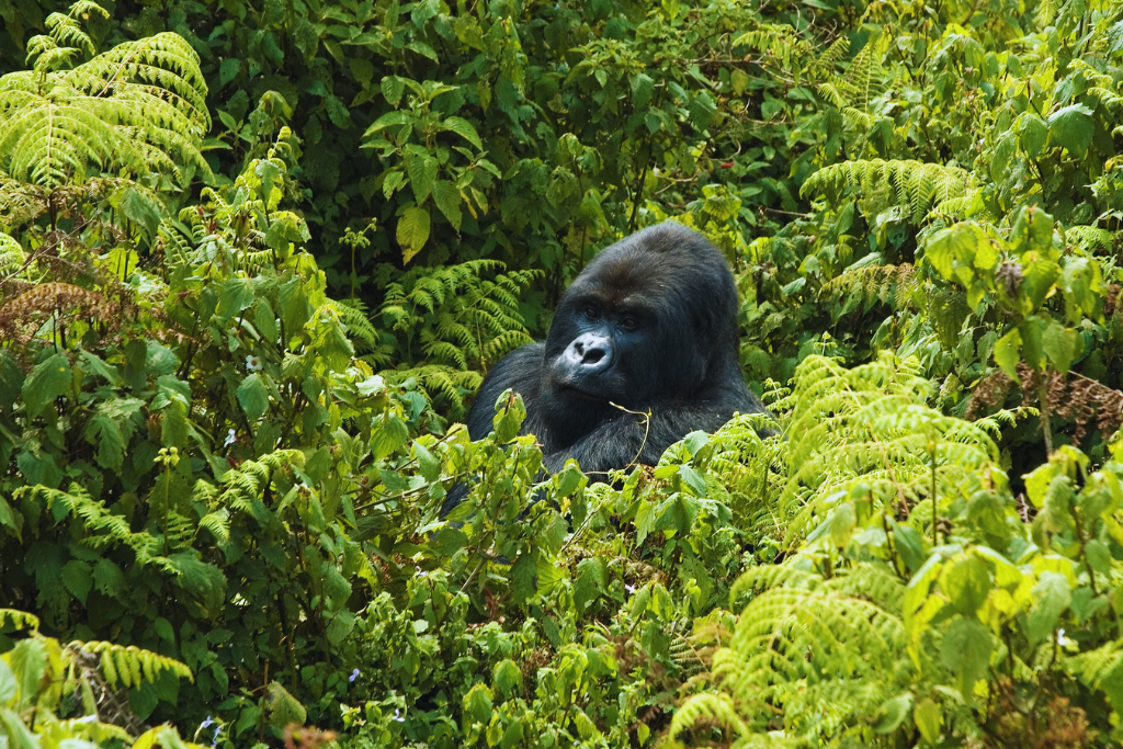 rwanda Budget Lodges