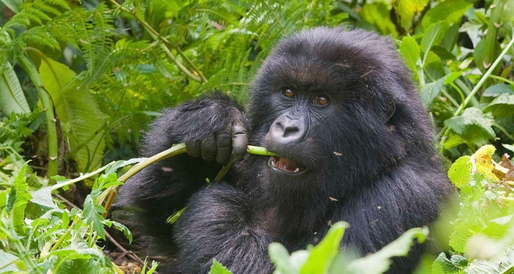Mountain Gorillas in Volcanoes NP