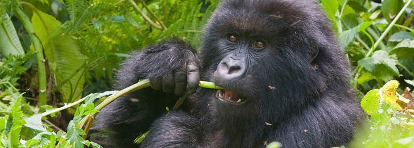 Mountain Gorillas in Volcanoes NP