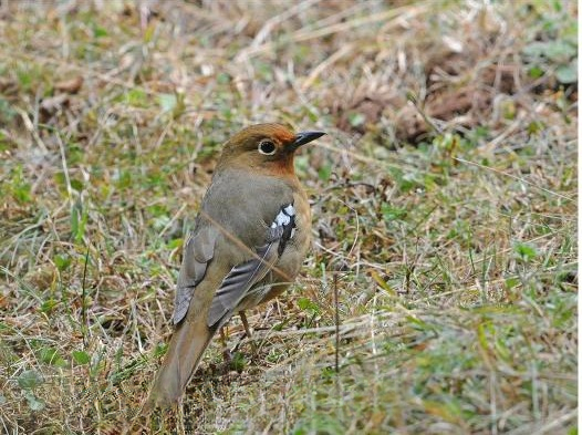 Birding in Rwanda