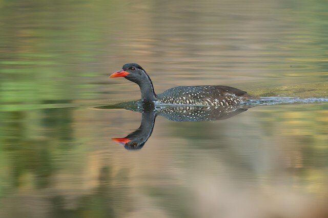 Birding Safaris in Uganda