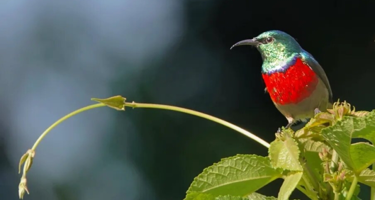 regal sunbird