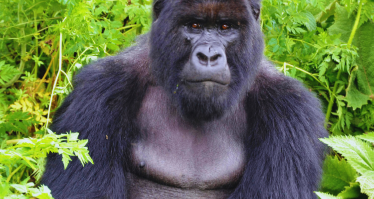 Gorilla Trekking Rwanda vs