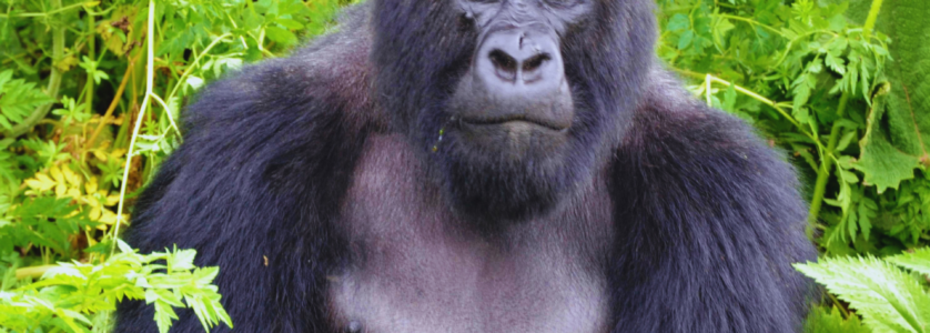 Gorilla Trekking Rwanda vs