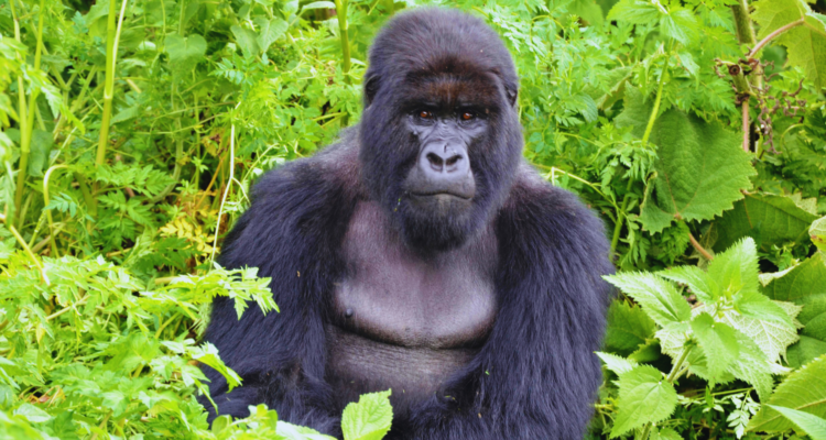 Rwanda Tours