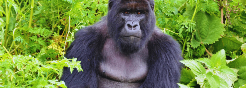 Rwanda Tours
