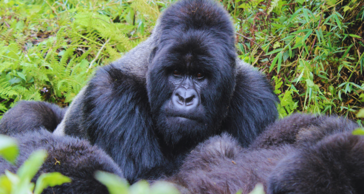 Rwanda Gorilla Tours