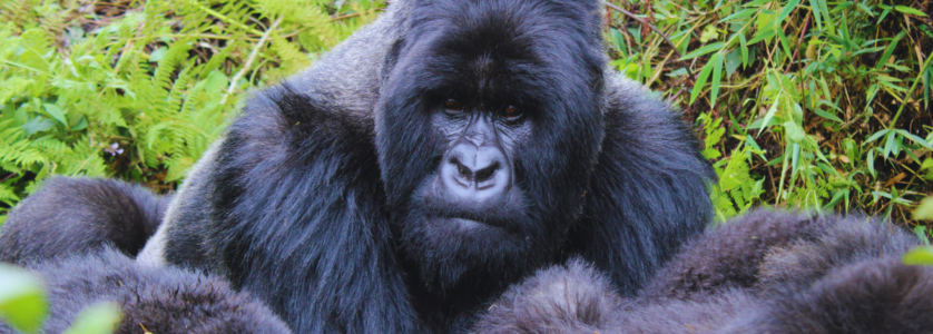 Rwanda Gorilla Tours