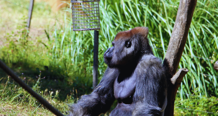 Gorilla Trekking in Rwanda