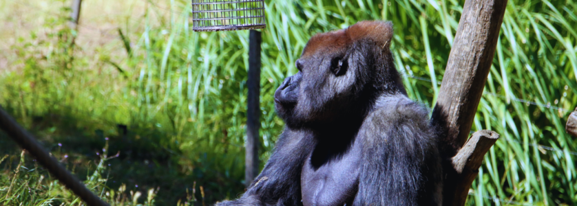 Gorilla Trekking in Rwanda