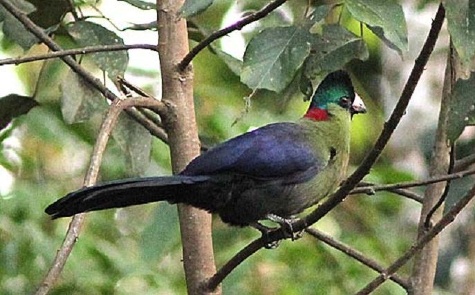 Bird Species in Volcanoes National Park