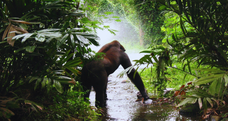 Uganda gorilla safaris