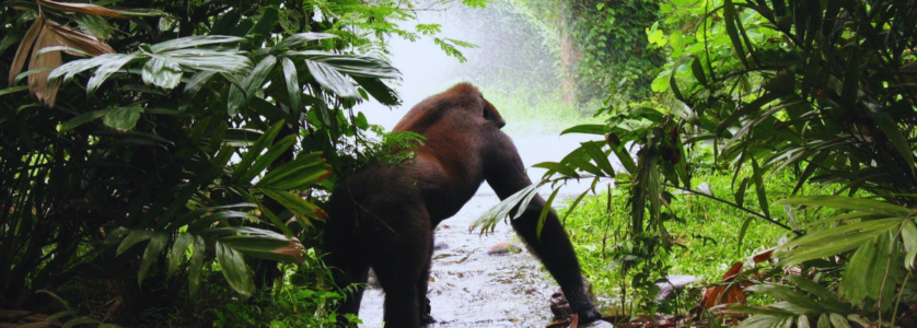 Uganda gorilla safaris