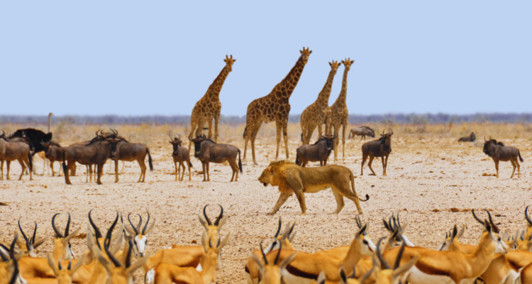 Safari in Rwanda