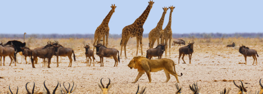 Safari in Rwanda