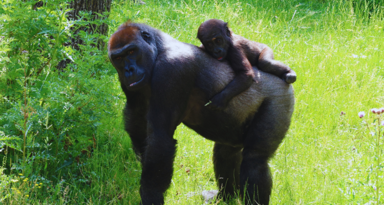 Rwanda Safari