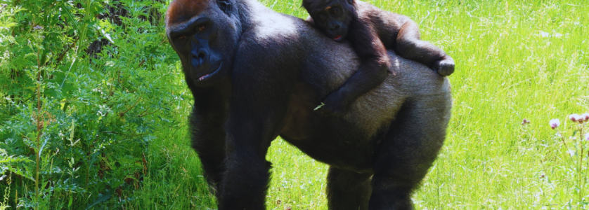 Rwanda Safari