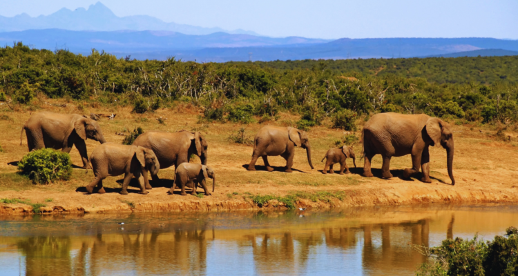 Rwanda Safari Tours