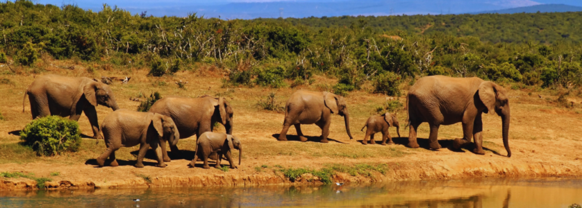 Rwanda Safari Tours