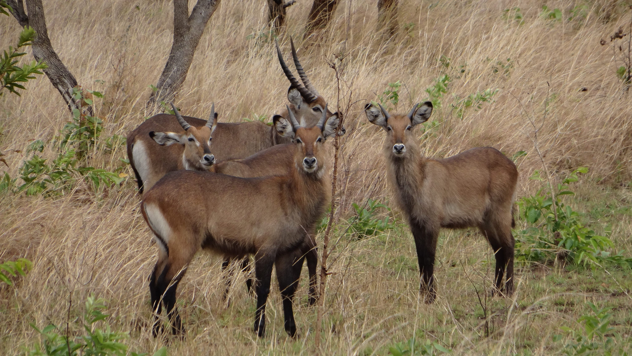Animals in Akagera National Park