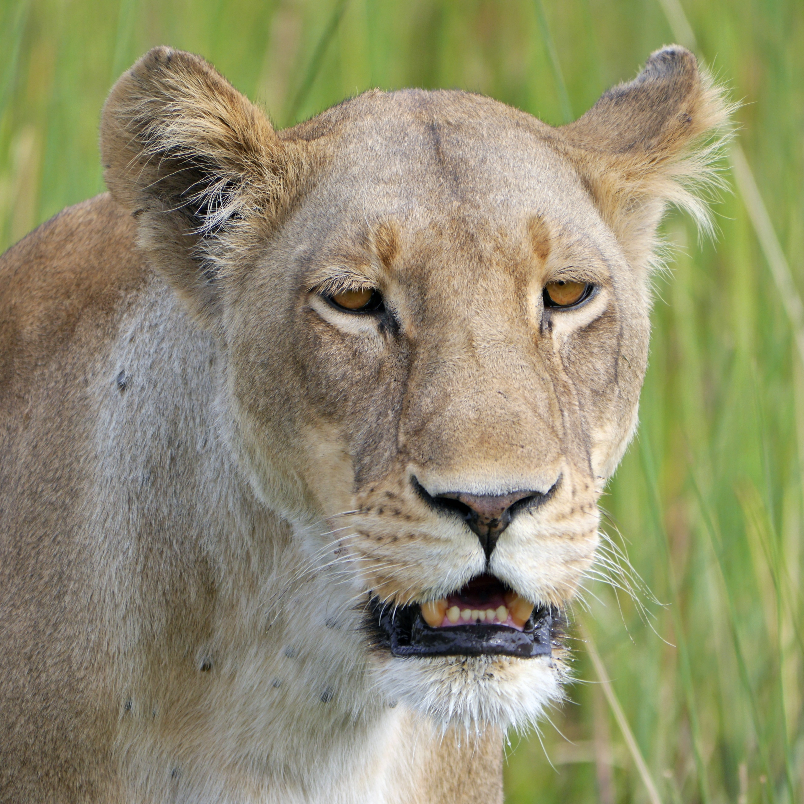 Animals in Akagera National Park